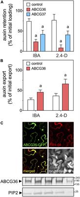 ABCG36/PEN3/PDR8 Is an Exporter of the Auxin Precursor, Indole-3-Butyric Acid, and Involved in Auxin-Controlled Development